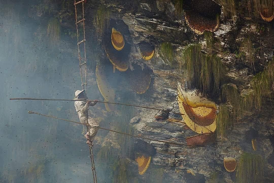 Sweet Harmony: The Essence of Himalayan Honey