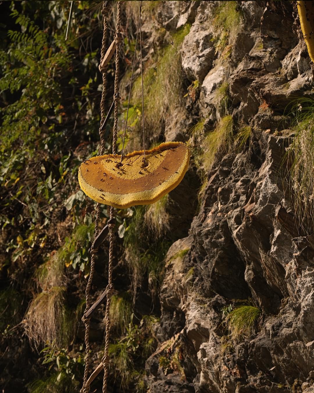 Nature's Sweet Treasure: Pure Honey from the Himalayas